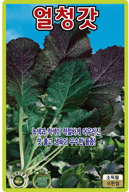 산들마켓 얼청갓 6000립 녹색과 적색이 어우러진 생육 우수한 재래종 국내산 고급 품종 종자, 1개