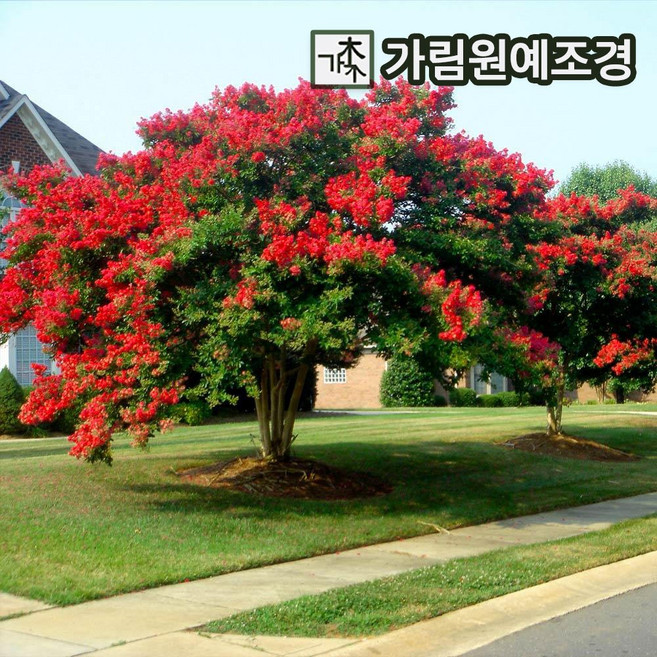 배롱나무 묘목 다이너마이트 4치장포트 여름꽃나무 가림원예조경, 배롱: 다이너마이트 다간형 개화주, 1개