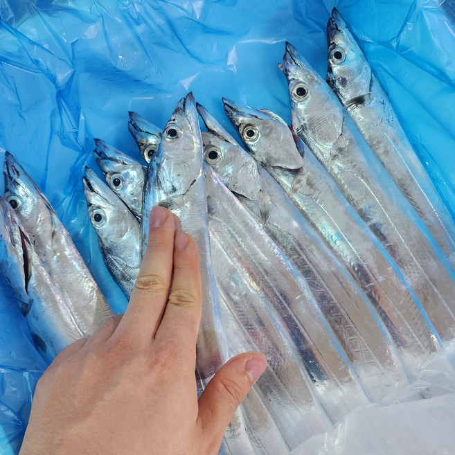 새벽경매 제주 은갈치 풀치 생물갈치 소소 180~210g, 9~11마리 2kg, 1개