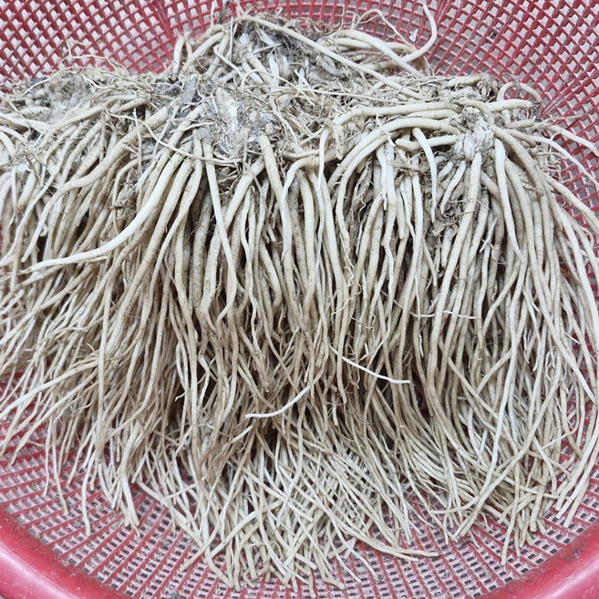 삼채종근 1kg 생 삼채뿌리 식용 재배용, 1개