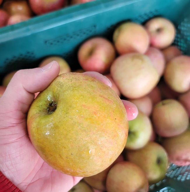동화속빨간사과 달콤아삭 특품/가정용 홍로 사과, 1박스, 3kg 중소과(가정용)