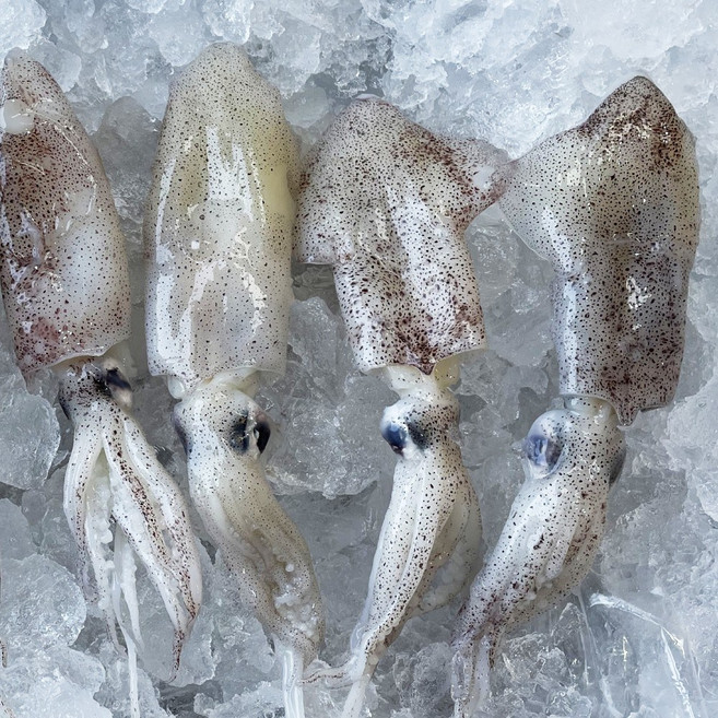 국내산 급냉 호래기 꼴뚜기 1kg 횟감용, 1개, 1kg (횟감용)