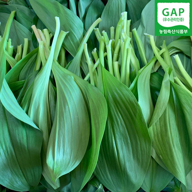 강원도 홍천 명이나물 산마늘 1키로 2키로 울릉도종 잎명이 GAP 발송중, 1세트, 1kg