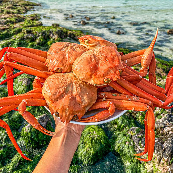 국내산 수율90% 울진 자숙박달홍게 3.5~4kg 8~9마리 내외, 1박스, 3.5kg이상