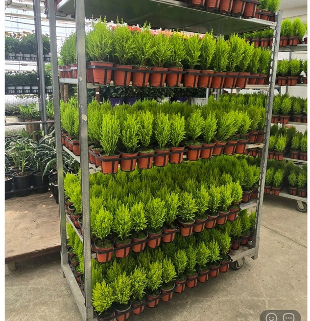 2+2 4개발송 율마 허브 피톤치드 나무 허브 월마 소품 반려허브 허브차 공기정화 플랜테리어 에이피플랜츠, 1개, 기본