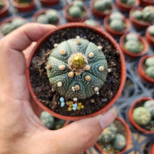 P老闆園藝 兜仙人掌 3吋盆, 1個, 單頭