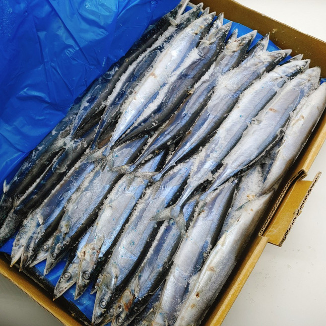 도매/업소용 냉동꽁치 2번 약9.5kg 1박스 중사이즈 수입산 냉동꽁치, 1