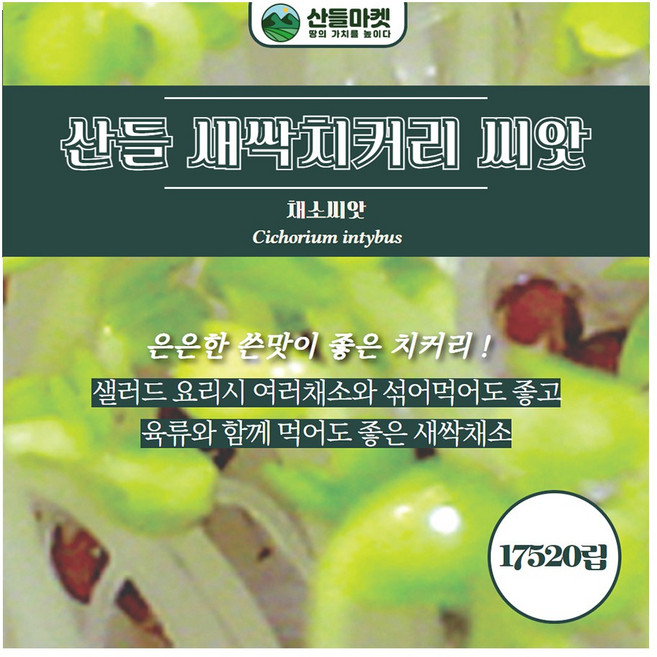 산들마켓 새싹 치커리씨앗 은은한 쓴맛이 나는 치커리씨 종자, 2개