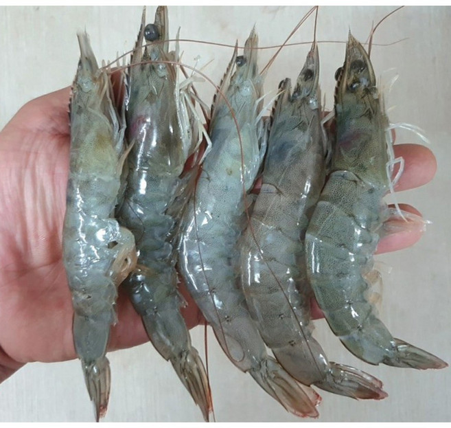 국내산 흰다리새우 1kg(30미내외) 제철 세척 신안군 활새우, 1세트