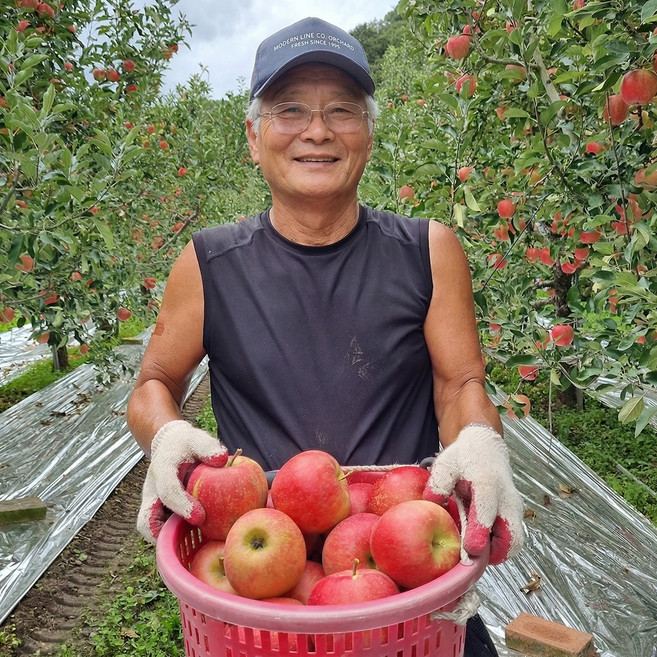 팔도명인 고당도 경북 부사 사과, 1박스, [실속형 /가정용B급] 부사 3kg(중과/13~17과)