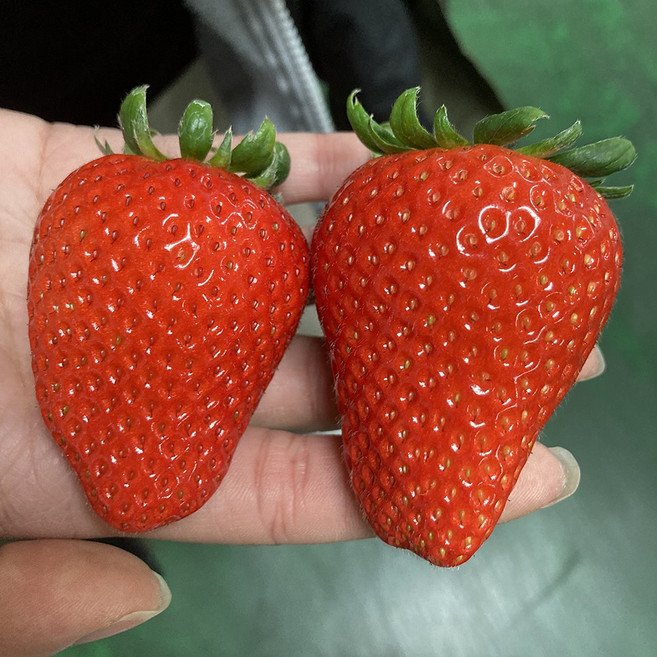 킹스베리 생딸기 당일수확 개별망 제철 겨울 딸기 500g 설향딸기 금실 비타베리, 왕사이즈 50g 이상(개별망), 1