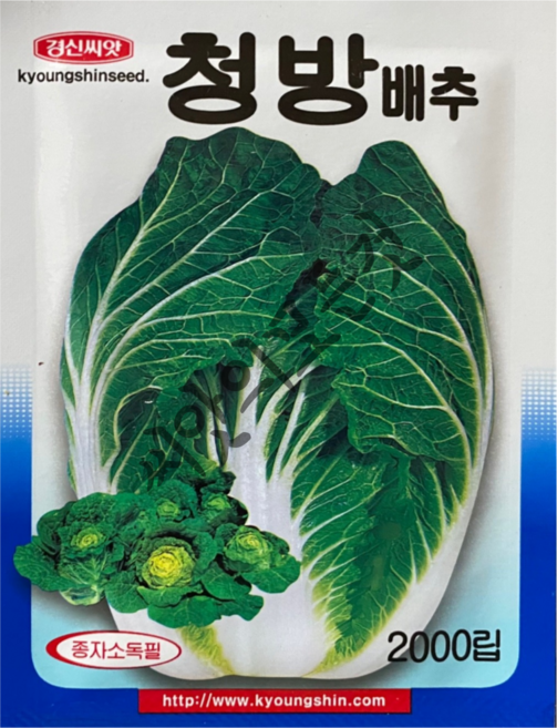 청방배추 씨앗 2000립 엽수형 배추 밑통이 넓음 국산 가을김장배추 경신종묘 햇종자, 1개