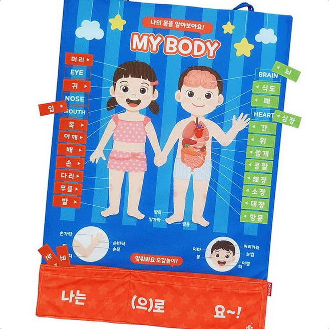 학습 신체구조 벽걸이차트 나의몸배우기 신체기관 펠트교구 학습벽보 명칭 벽걸이