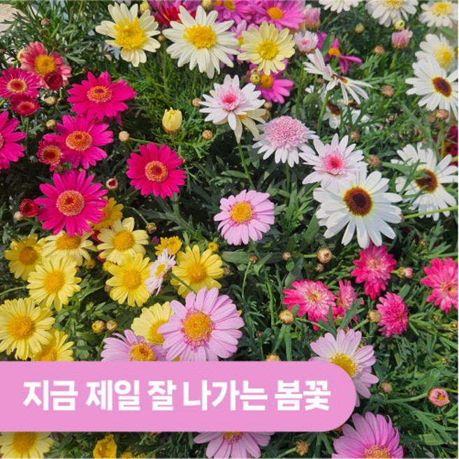 아비가든 목마가렛 (+화분받침 식물영양제) 꽃많음 봄꽃 꽃화분 키우기쉬운꽃 식물인테리어 화단 초화 정원, 1개, 혼합색