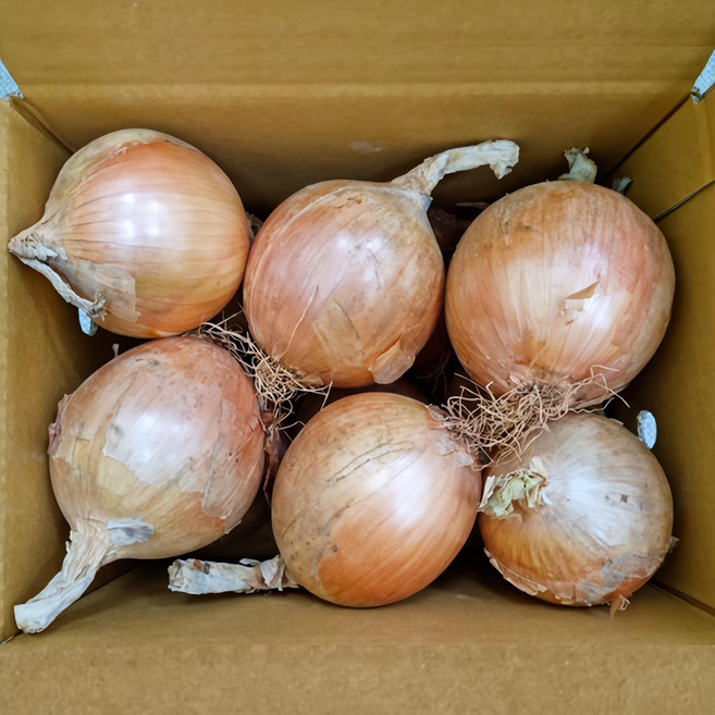 국내산 잘 말려 단단한 무안 햇 양파, 1개, 5kg, 햇 일반양파 중.대 혼합