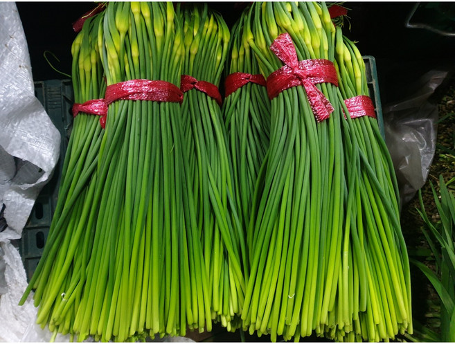 [최상급] 국산 남해 마늘쫑 1kg 햇마늘쫑, 1개