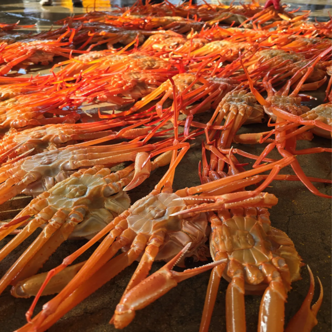 바른수산 후포리 자숙 붉은대게 홍게 프리미엄 특품, 1박스, 1.6kg (3미)