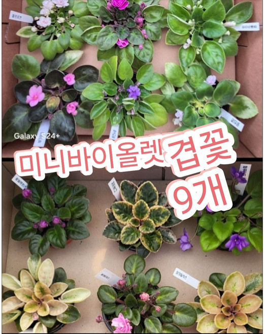 미니바이올렛꽃 겹꽃 9개/꽃을 오래 볼 수 있어 더 맘에 드는 아프리칸 바이올렛