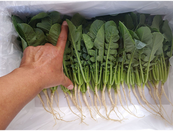 연하고 부드러운 포천 아기열무. 어린열무, 1kg, 1박스, 신생아 열무