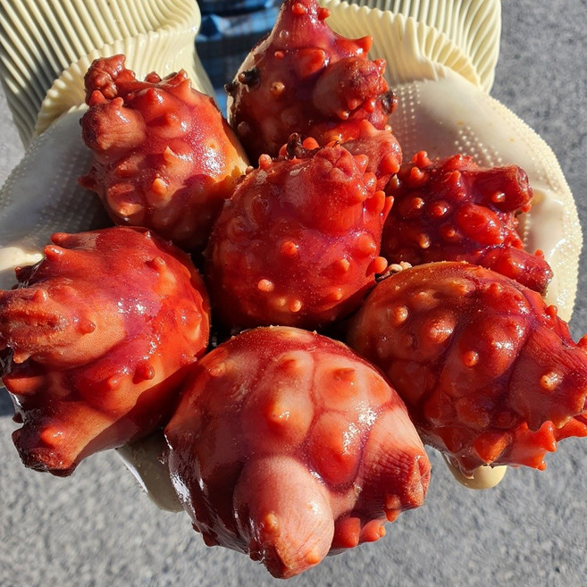 산지직송 통영 멍게 활멍게, 1개, 5kg