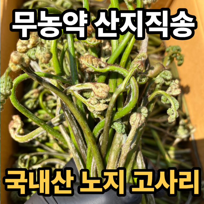 [산지직송] 국산 노지 당일수확 고사리, 1박스, 1kg