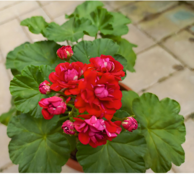 플럼램블러 빨강꽃 로즈버드 유럽 팬시 제라늄 인테리어식물 실내식물 토분 풀잎이야기, 1개