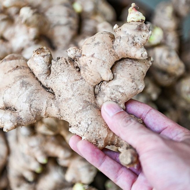 국산 알싸하고 매운향 가득 생강 특품 흙생강, 1박스, 500g