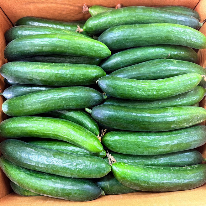 농부곳간 국내산 스낵오이 미니오이, 1개, 미니오이 1kg