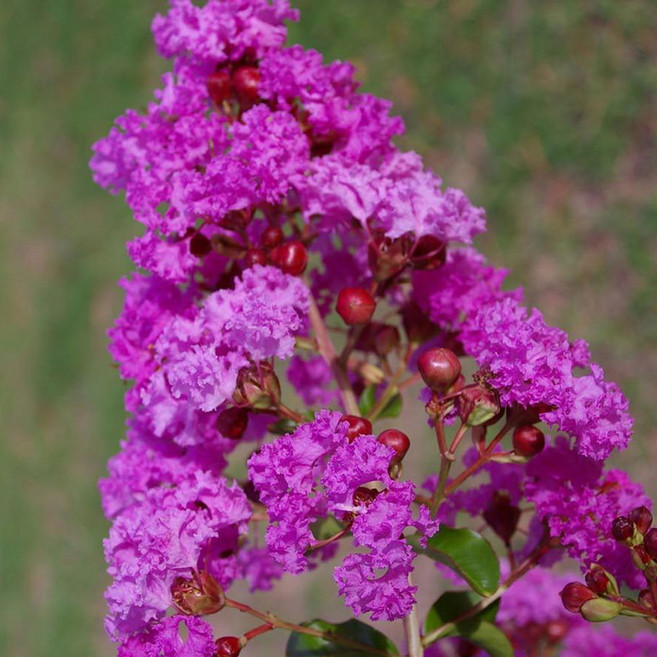 배롱 백일홍 자금령 보라색 꽃 나무 묘목 H0.4전후 포트묘, 배롱나무 자금령 H0.4 전후 포트묘, 1개