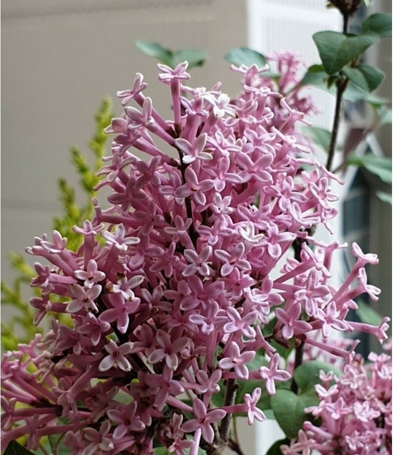 사계라일락 핑크퍼퓸 18cm화분, 1개