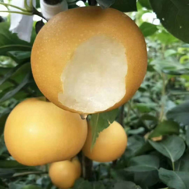 [긴급입고]주문폭주중 베테랑농사꾼 과즙콸콸 알뜰실속 나주배, 1박스, 5kg