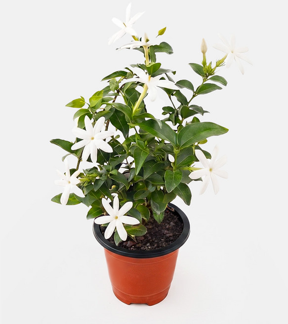 갑조네 백조자스민 꽃모종 쟈스민꽃 향기좋은 생화 쟈스민향기, 백조자스민(소품), 1개