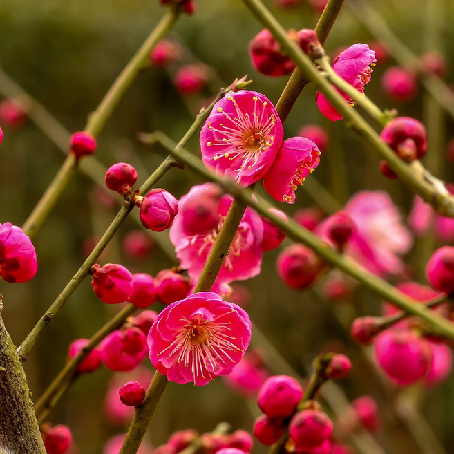 상상정원 설중매 (홍천조) 매화나무 묘목 - 분묘, 1개, R4/분