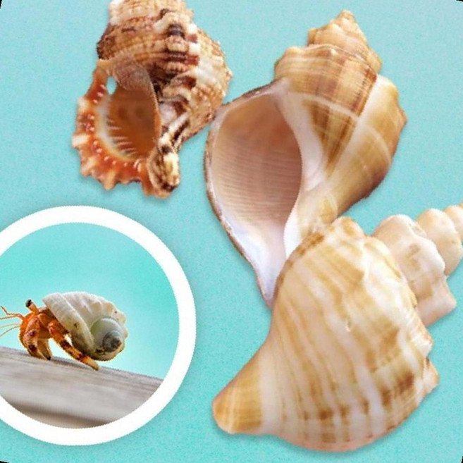 소라게껍질 자연쉘 코코넛크랩 애완갑각류 탈피용, 1개, 대형-A