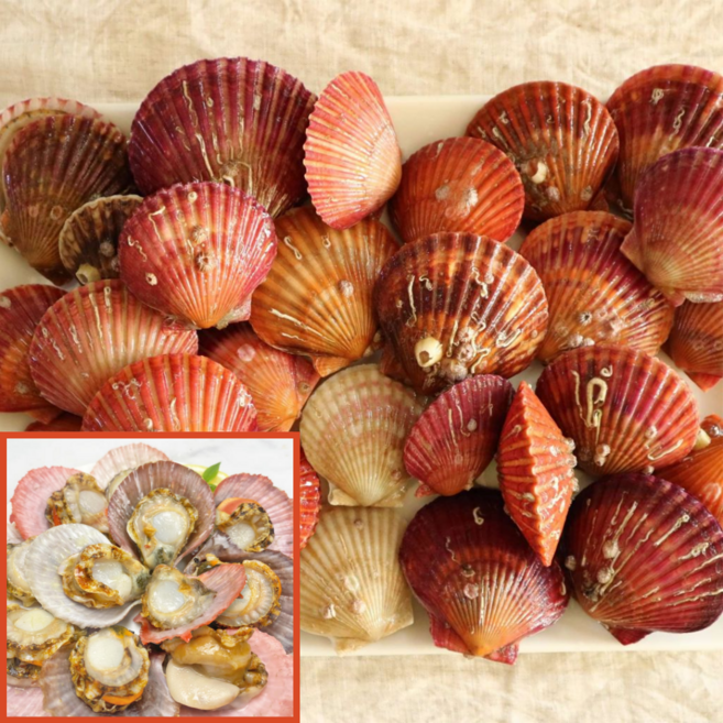 계절식탁 [계절식탁] 통영 쫄깃쫄깃 제철 비단 홍 가리비, 3kg, 1개