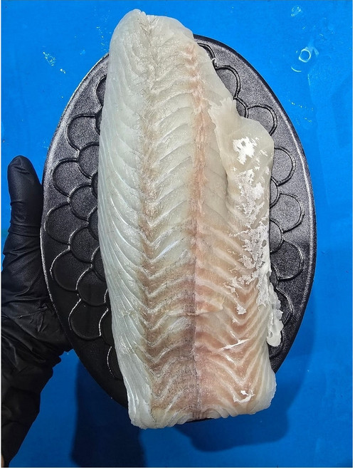 여름제철 자연산 점농어 필렛 400g