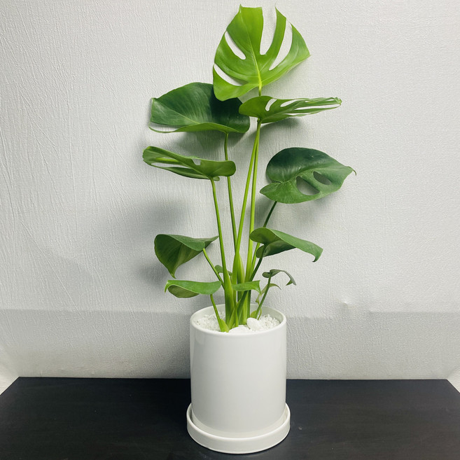 몬스테라 화이트 원형 세라믹화분 세트 55~70cm 실내공기정화 인테리어 식물 식집사팜, 1개, 몬스테라(세라믹화분세트)