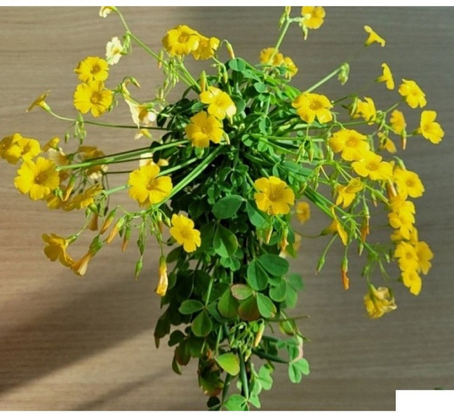 [플라워사랑] 사랑초 가을 겨울에 피는 꽃~ 샵 둘러보고 가세요~, 1개, 노랑, 산미구엘라 숙근사랑초 목대로 키우면 너무 예쁜