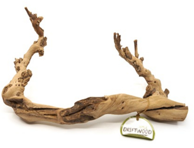 포도나무 유목(소), 1개