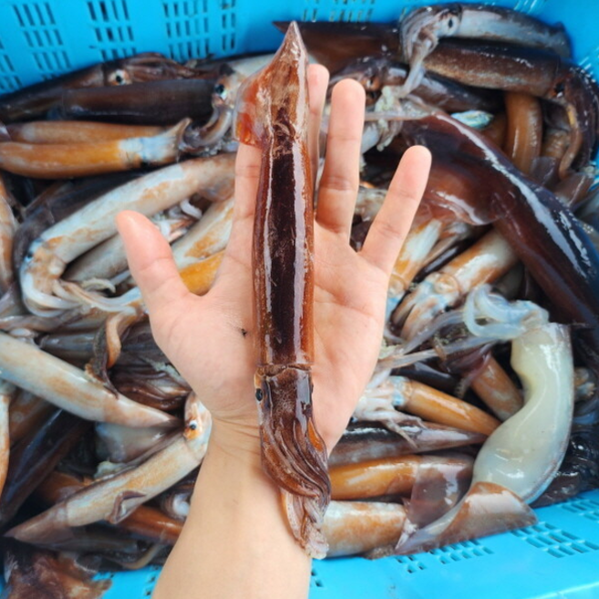 오징어 원양산 활 급냉 한입 총알 오징어 1kg 통찜 숙회, 1개