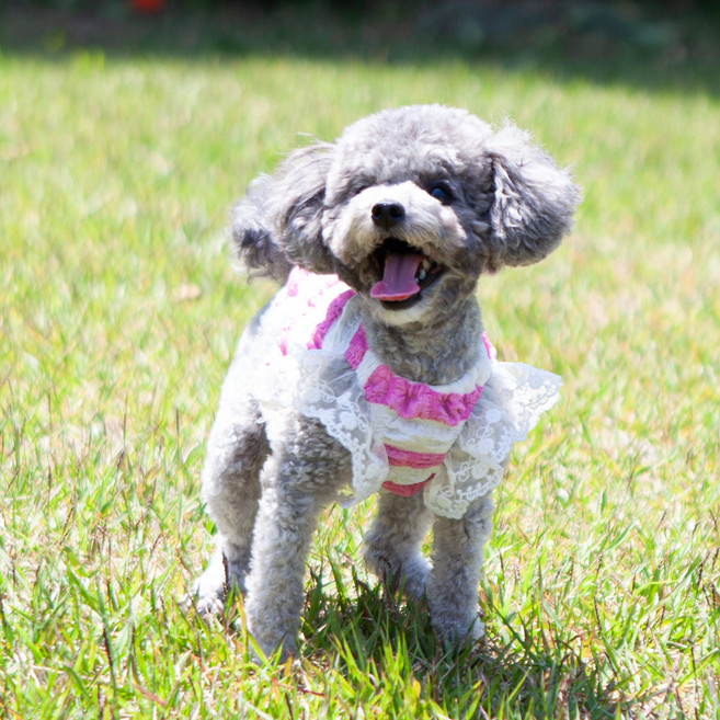 매일그개와 강아지 티셔츠 뽀글이 원피스, 핑크스트라이프, 1개