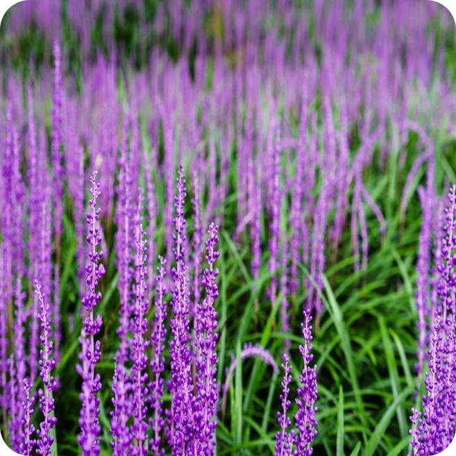 목하원예조경 맥문동 (100개 1판) (2~3분얼) 모종 묘목, 1개, 단일