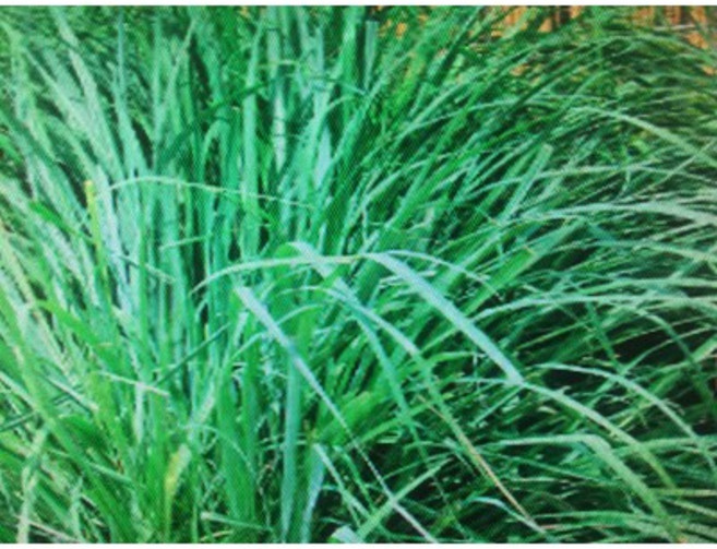檸檬香茅精油 100ml 產地:印度, 1個