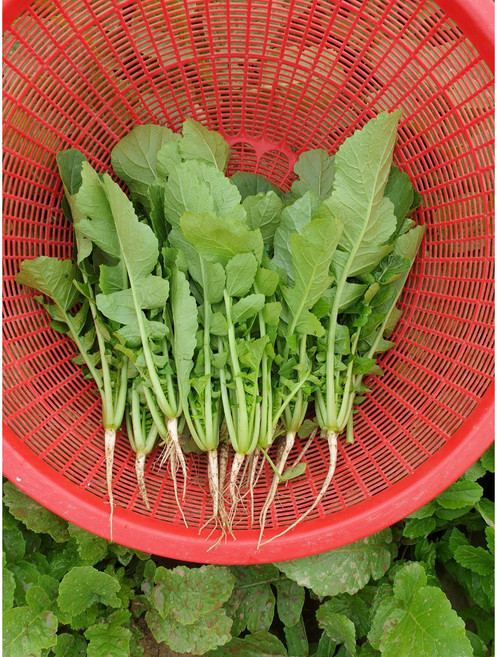 [품질보장] 국산 어린열무 김치용, 1개, 4kg