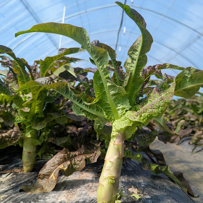 [유기농] 강원도 생 궁채 줄기상추 뚱채 상추대 적궁채, 1kg, 1박스