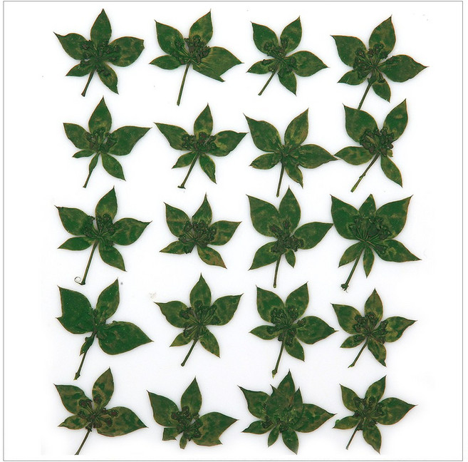 프레스코21 압화 잎/녹색잎 부풀리움(녹색)