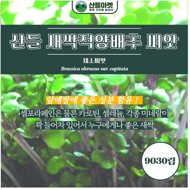 산들마켓 새싹 적양배추씨앗 9030립 암예방에 좋은 양배추씨 종자, 5개