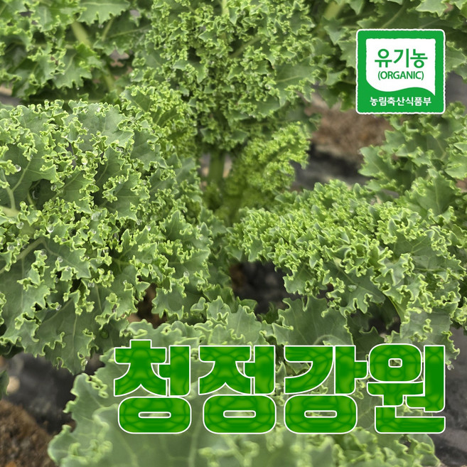(강원) 치악산산골네 유기농 컬리케일, 1개, 500g