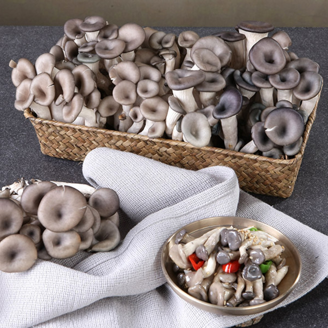 [보령머쉬팜] 느타리버섯2kg특품, 1개, 특품 느타리버섯2kg