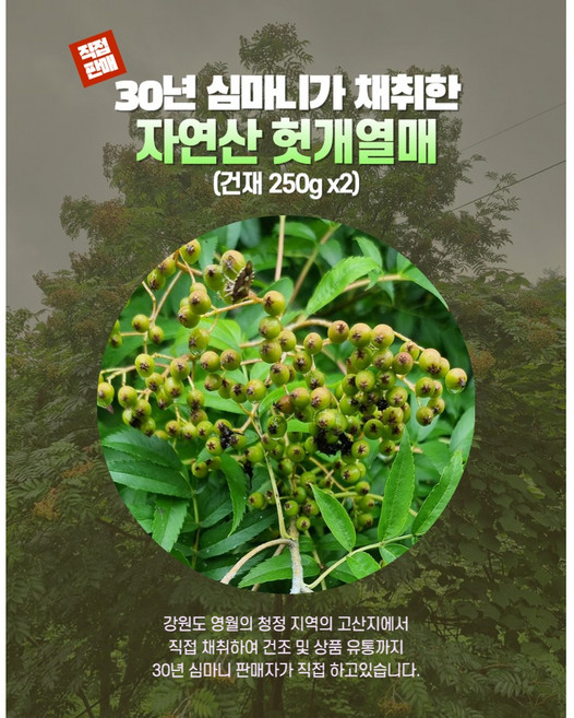 갈채 자연산 헛개나무열매(건재) 강원도 영월 900m 고산지에서 채취., 2개, 250g